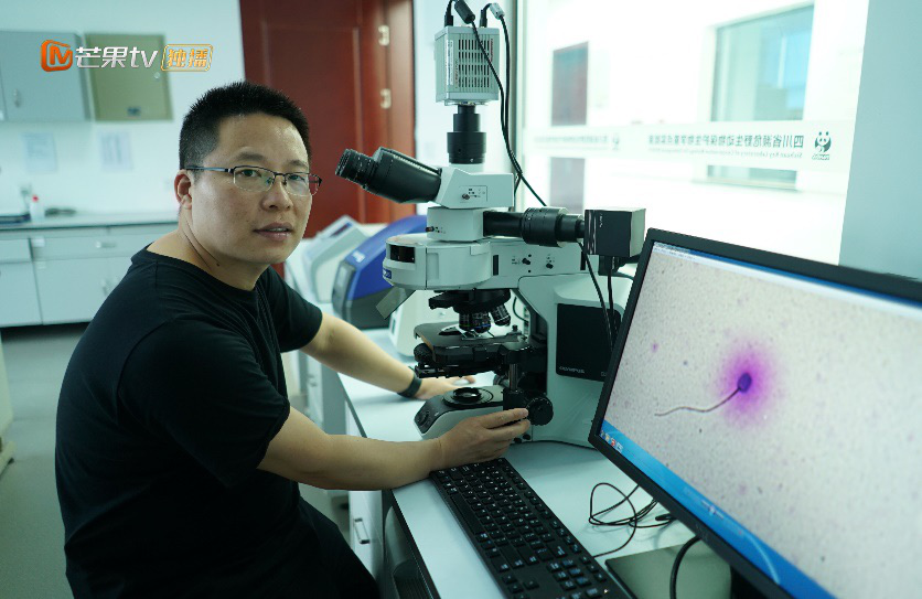基地从6只到200只 《闪耀的平凡》走近熊猫保育“天团”