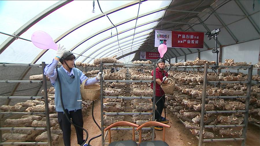 经营权|《极限挑战宝藏行》走进甘肃临夏 任嘉伦火速摘香菇