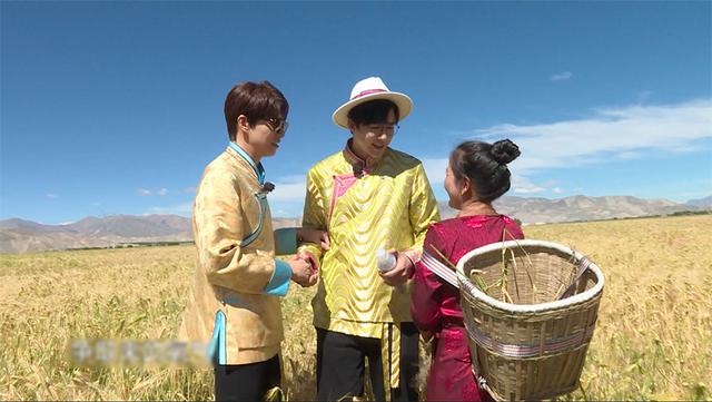 《极限挑战宝藏行》西藏之旅 极挑团高原采摘雪莲花