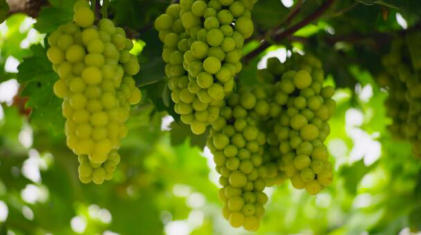 《温暖有光放映队》请抗洪防疫英雄看电影