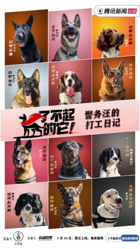 警犬微记载片《了不起的它》今日上线 用记载致敬无言卫士