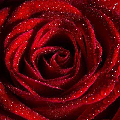 是花朵就要努力绽放:《人世间》的女性花语