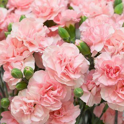 是花朵就要努力绽放:《人世间》的女性花语