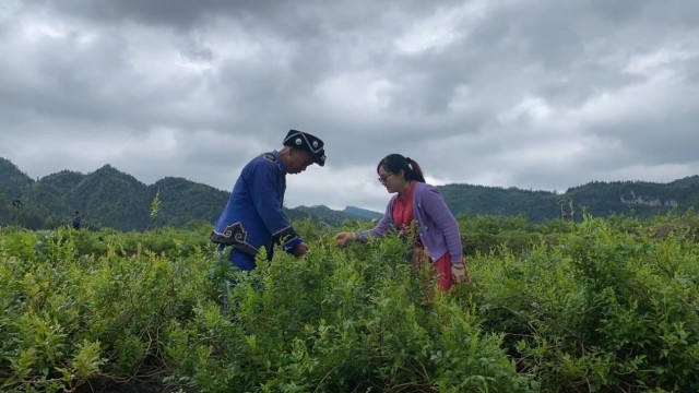 莓茶记载片《夕荷茶语》开机