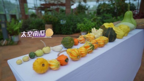 《追星星的人》现场观看火箭发射激发无限自豪感