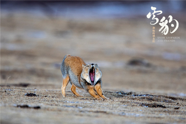 生命张力拉满!《雪豹和她的朋友们》野性来袭