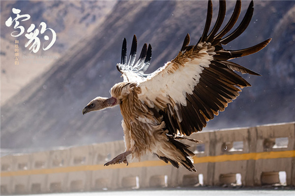 生命张力拉满!《雪豹和她的朋友们》野性来袭