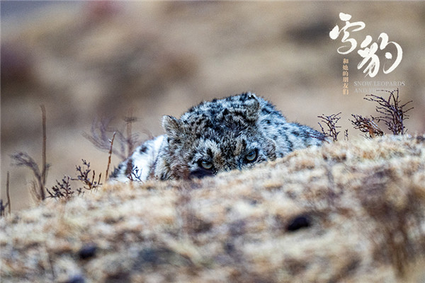 生命张力拉满!《雪豹和她的朋友们》野性来袭