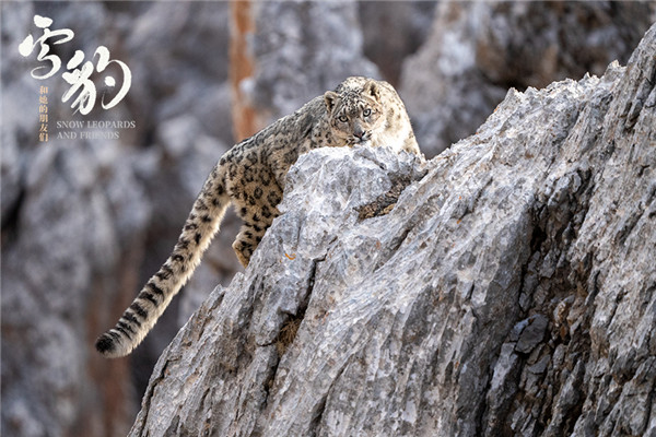 生命张力拉满!《雪豹和她的朋友们》野性来袭