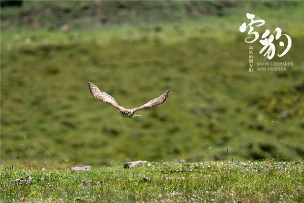 生命张力拉满!《雪豹和她的朋友们》野性来袭