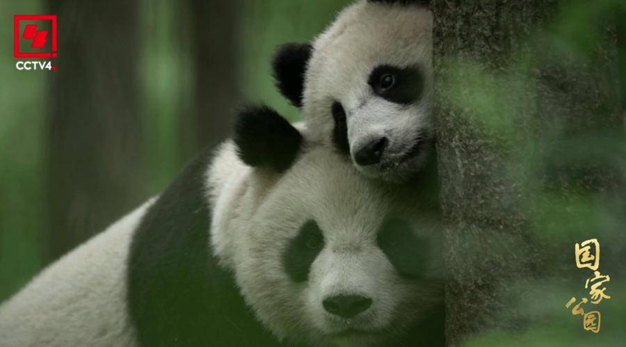 4K记载片《国家公园·万物共生之境》央视开播