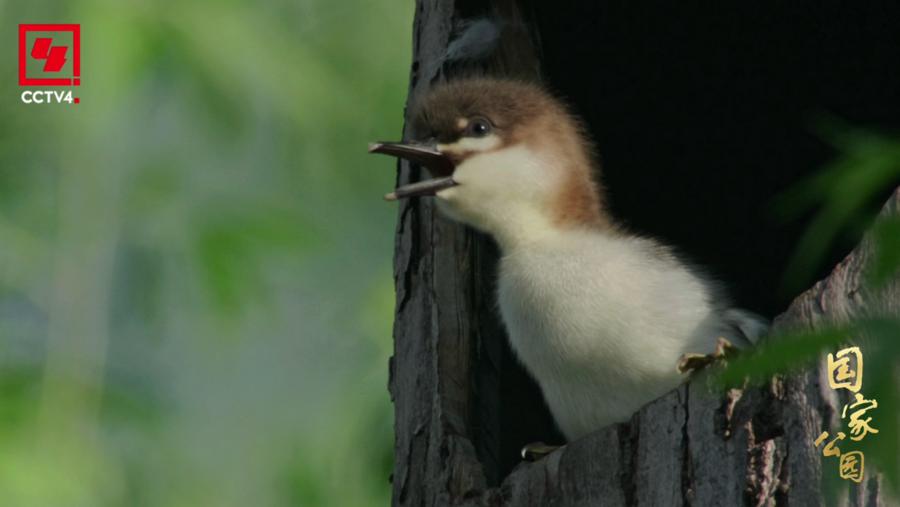 4K记载片《国家公园·万物共生之境》央视开播