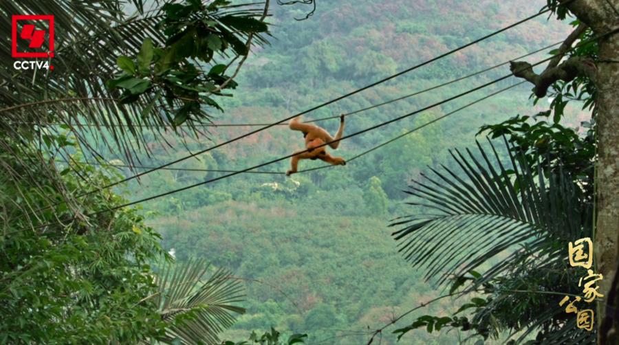 4K记载片《国家公园·万物共生之境》央视开播