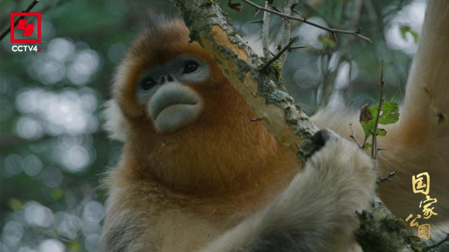 4K记载片《国家公园·万物共生之境》央视开播
