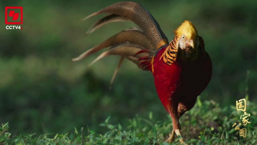 4K记载片《国家公园·万物共生之境》央视开播