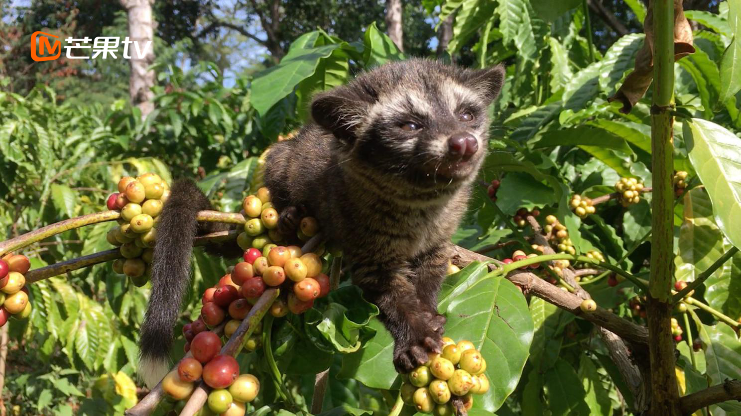 《我的青春在丝路》云南小伙扎根东帝汶13年