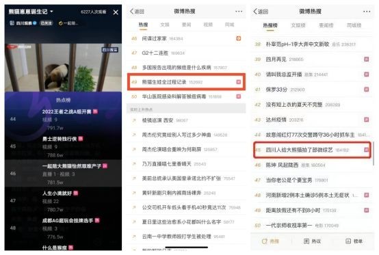 圆满收官！这部陪伴大熊猫的综艺，你追全了吗？