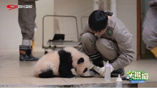 圆满收官！这部陪伴大熊猫的综艺，你追全了吗？