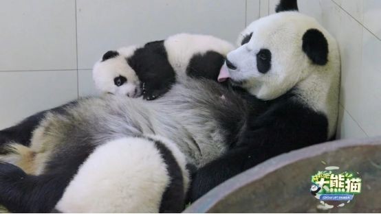 圆满收官！这部陪伴大熊猫的综艺，你追全了吗？